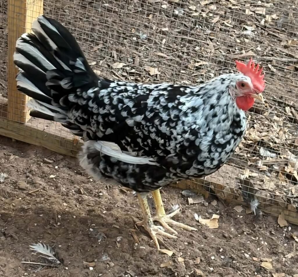 Exchequer Leghorn