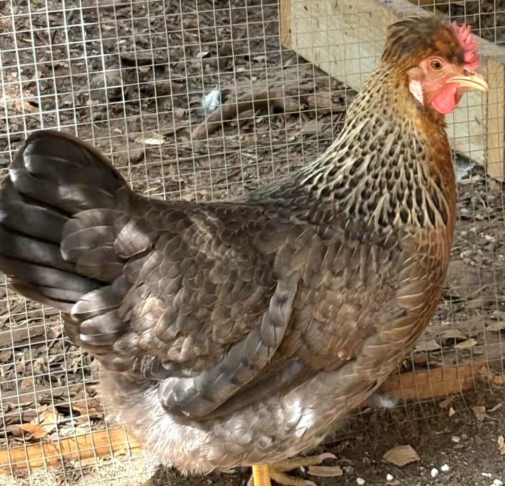 Cream Legbar - Crele Variety