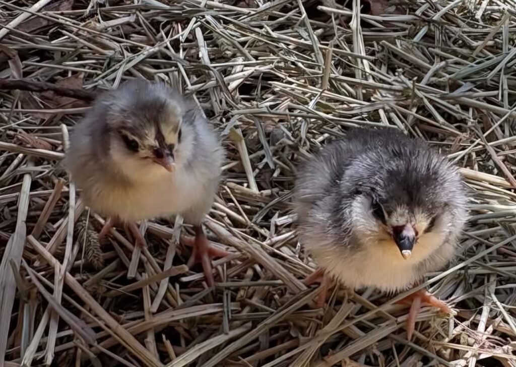 Easter Egger
