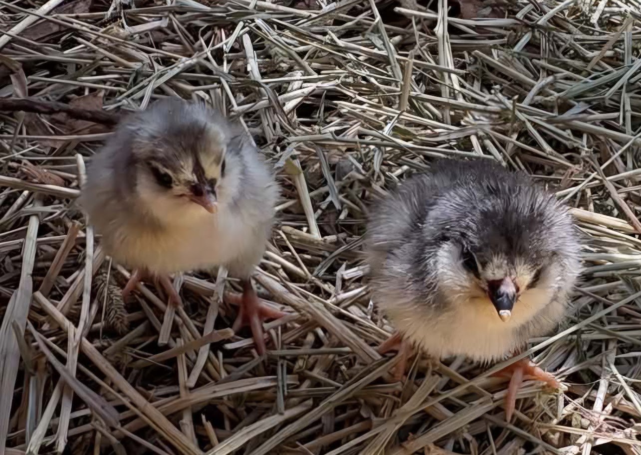 Easter Egger